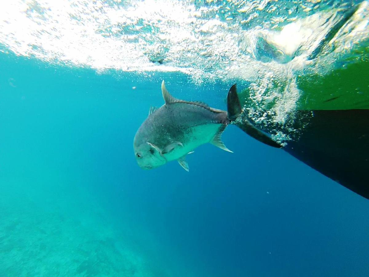 Summer Shade Maldives دارافاندهو المظهر الخارجي الصورة