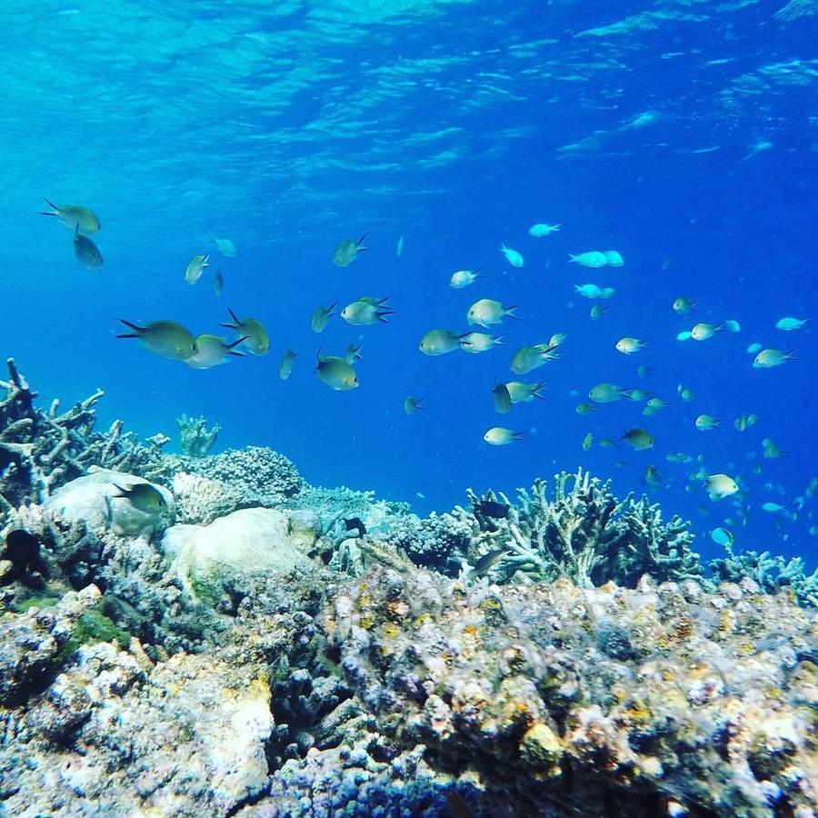 Summer Shade Maldives دارافاندهو المظهر الخارجي الصورة
